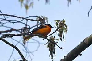 Oriole, Baltimore, 2025-05087676 Parker River NWR, MA